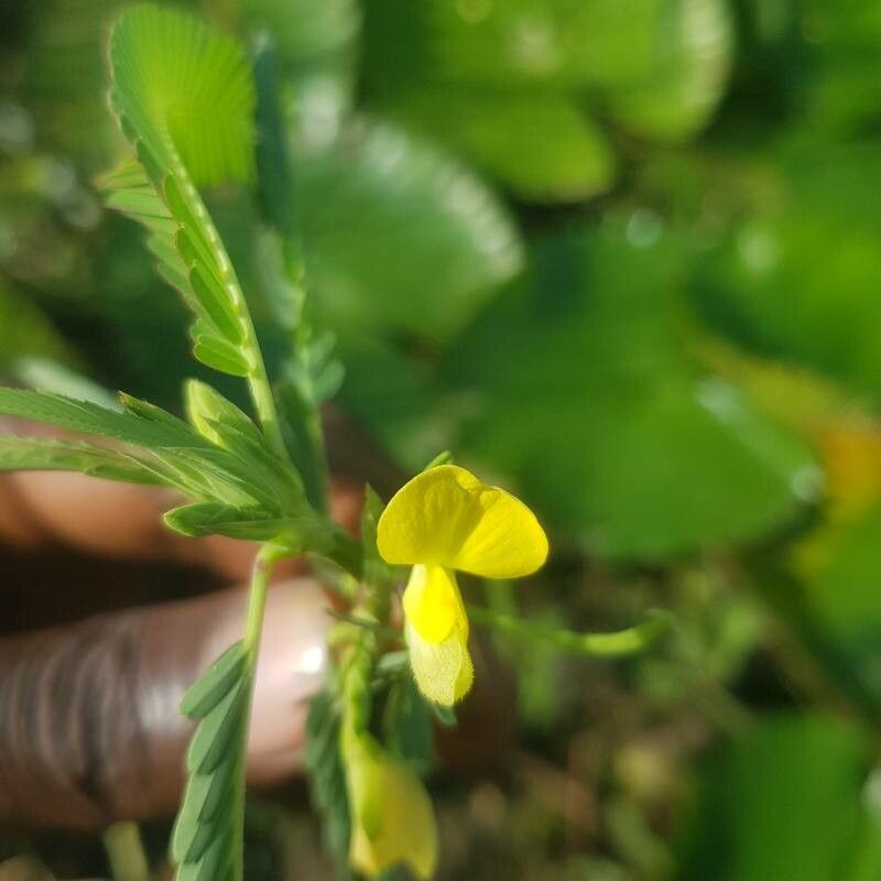 Aeschynomene sensitiva flower