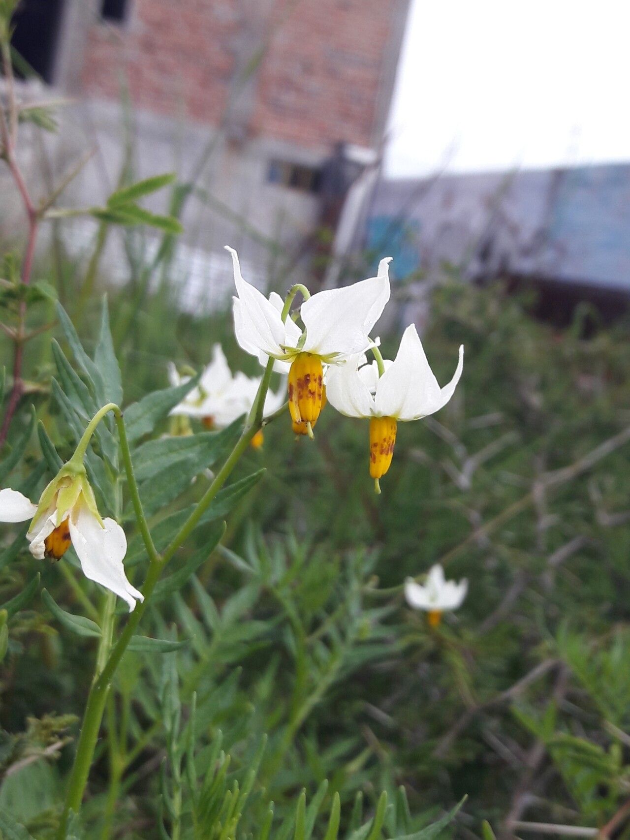 Solanum pinnatisectum flower