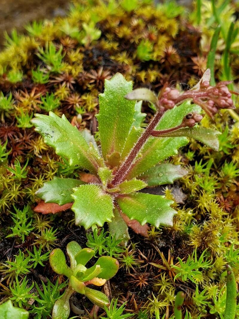 Saxifraga ferruginea — search result for 'Saxifraga'