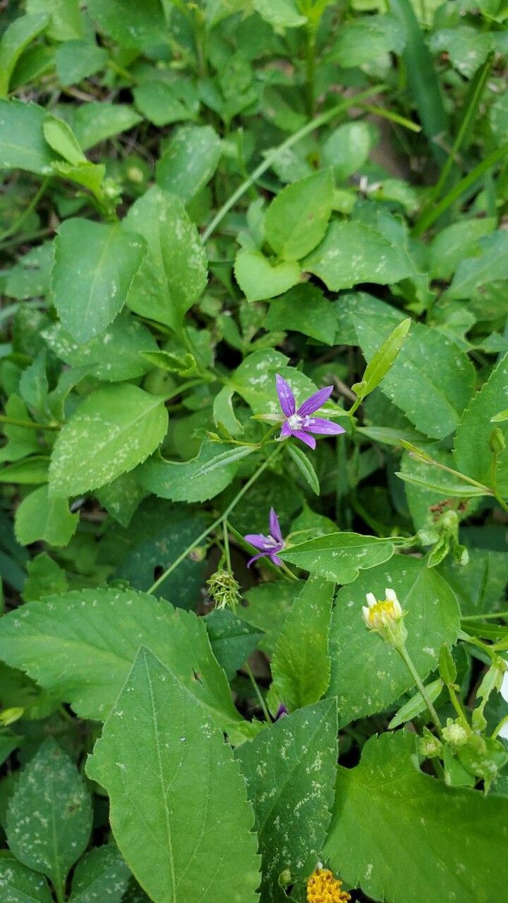 Campanula floridana flower