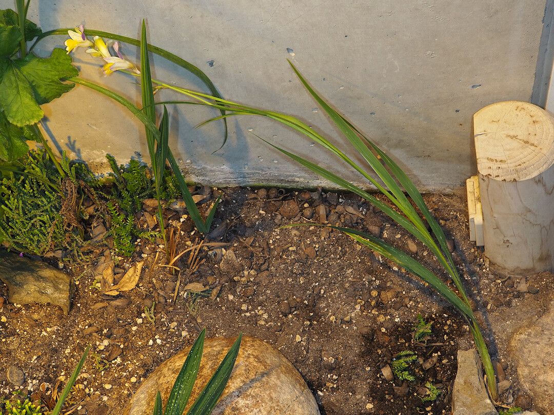Sparaxis auriculata habit