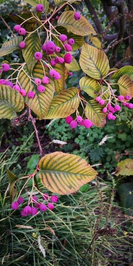 Sorbus alnifolia leaf