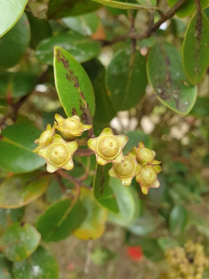 Metrosideros collina fruit