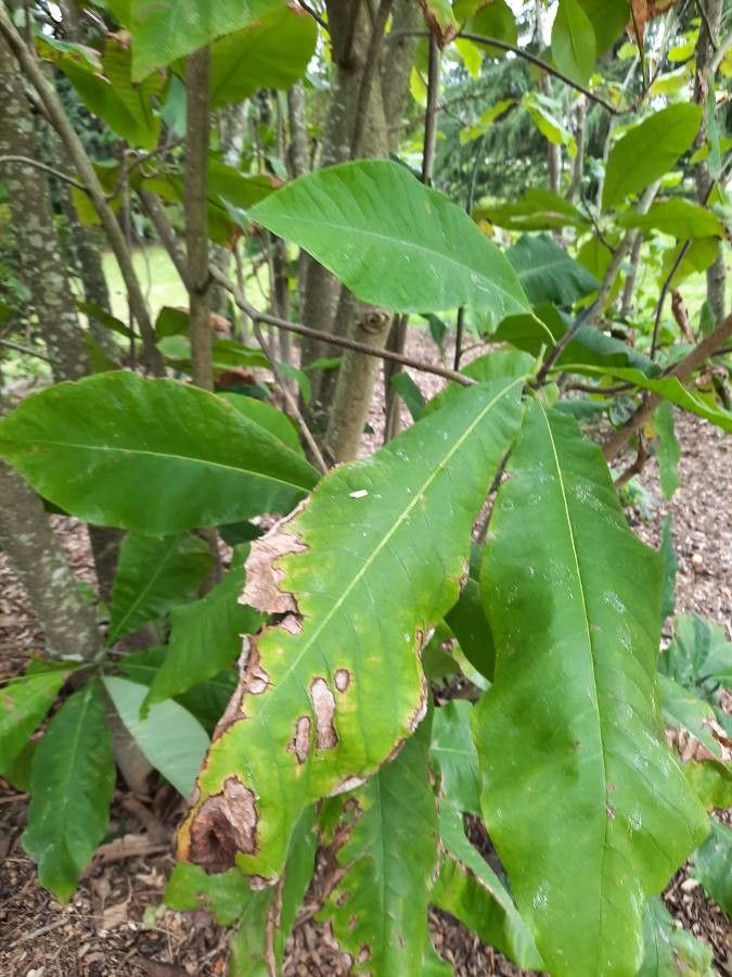 Magnolia macrophylla