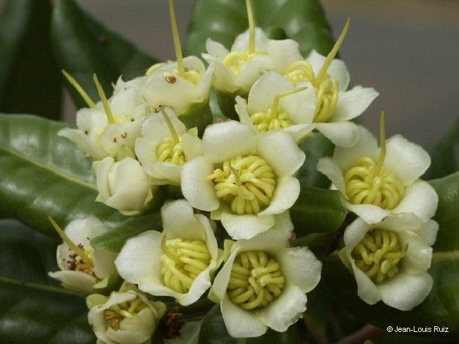 Xanthostemon velutinus flower