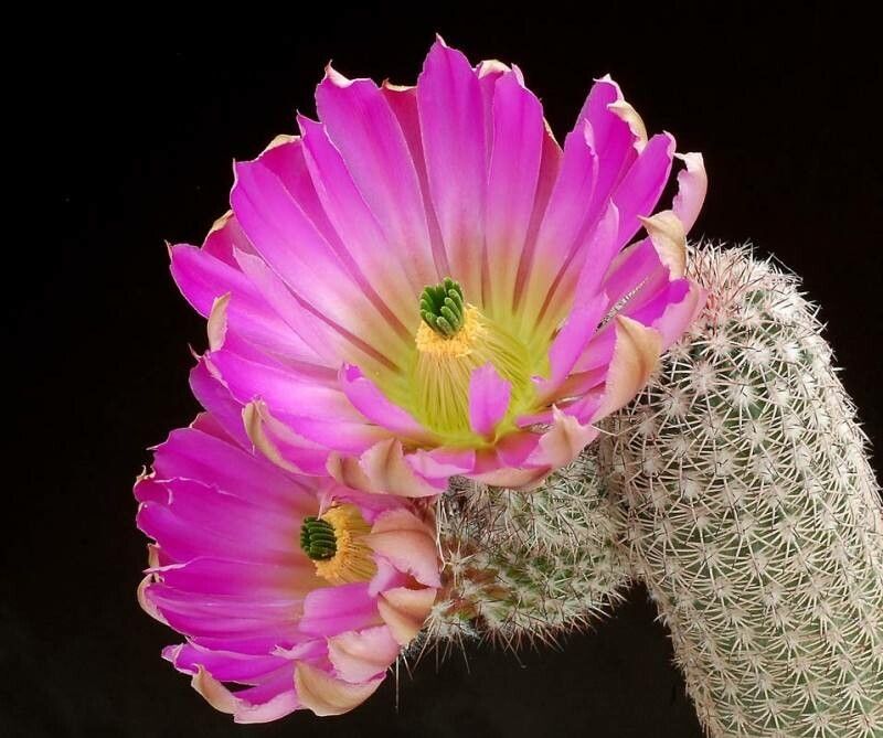 Echinocereus bristolii — search result for 'Echinocereus'