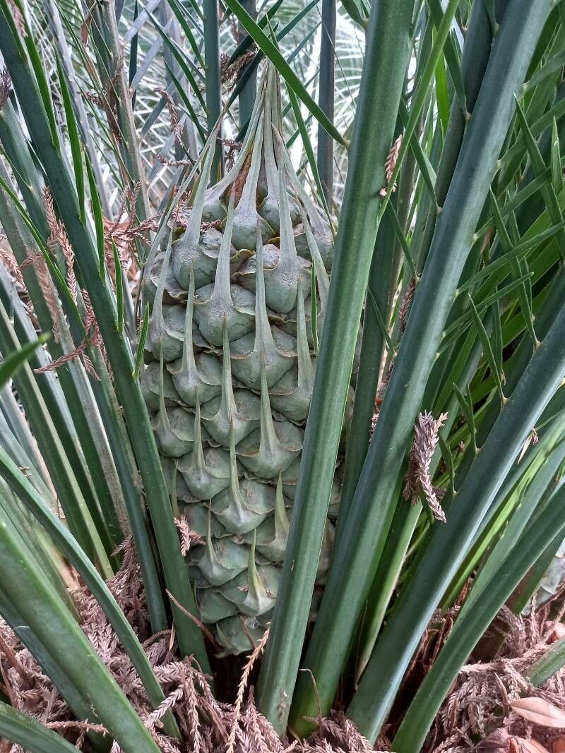 Macrozamia communis fruit