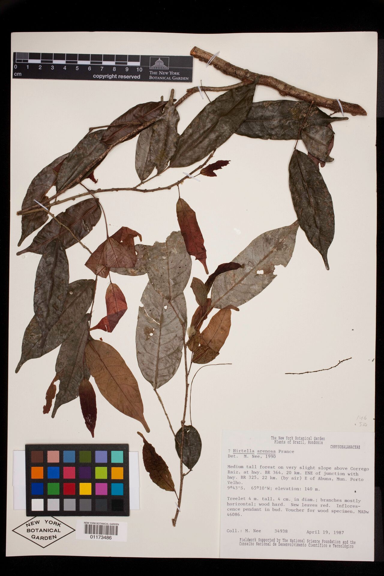 Hirtella arenosa — related species from the same genus