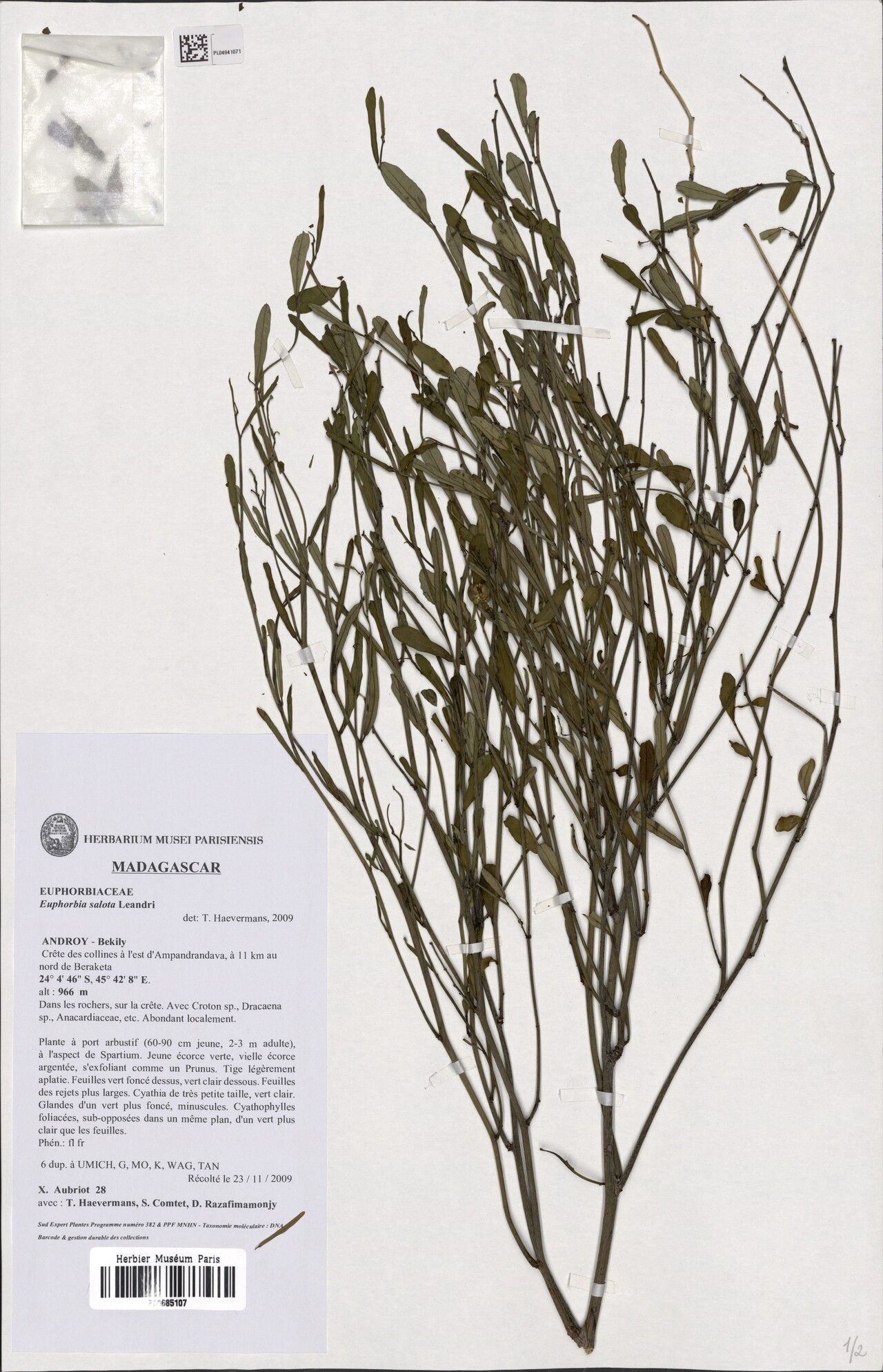 Euphorbia salota — houseplant care guide