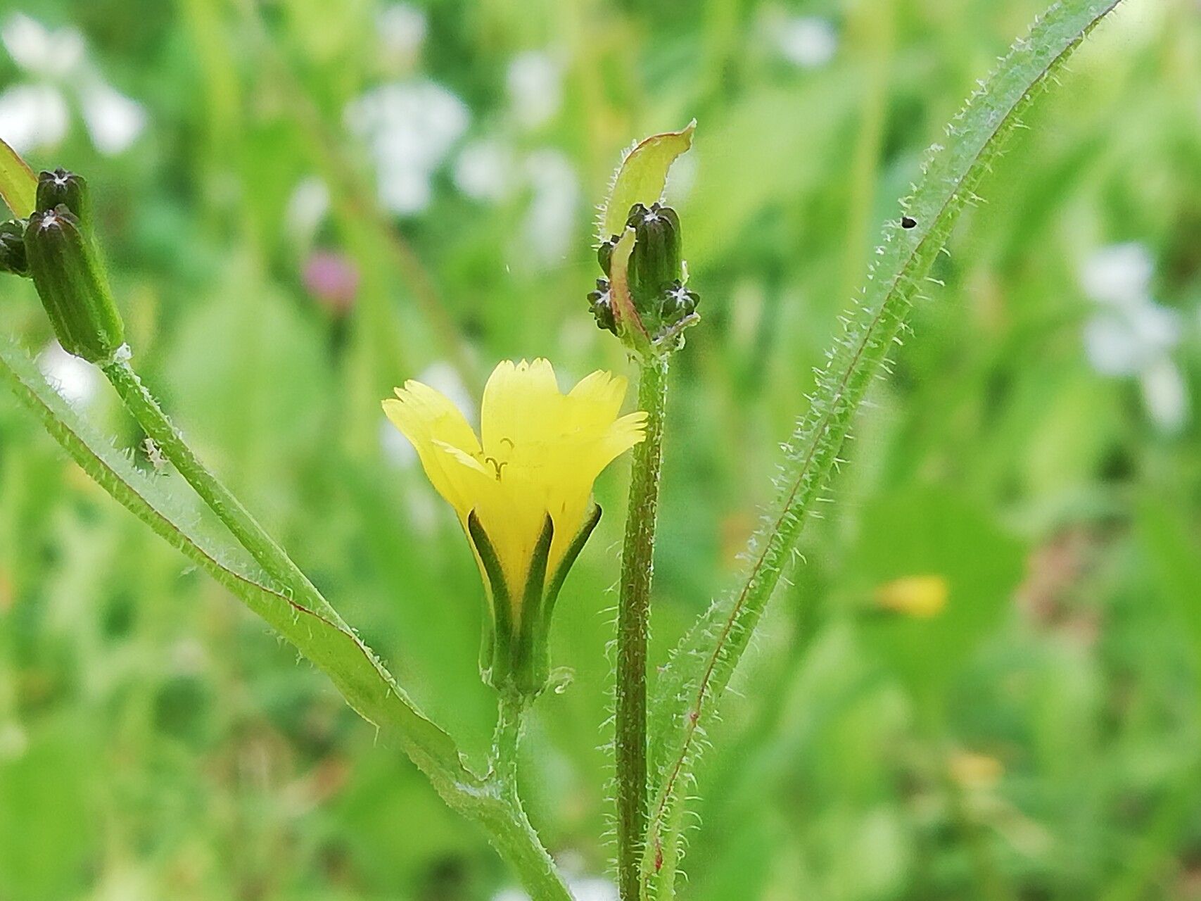 Rhagadiolus edulis flower
