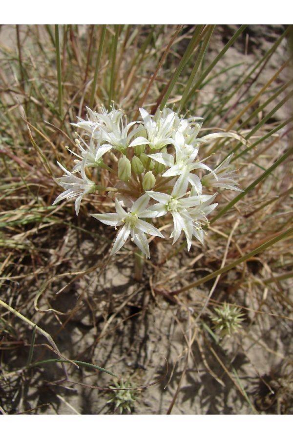 Allium nevadense flower