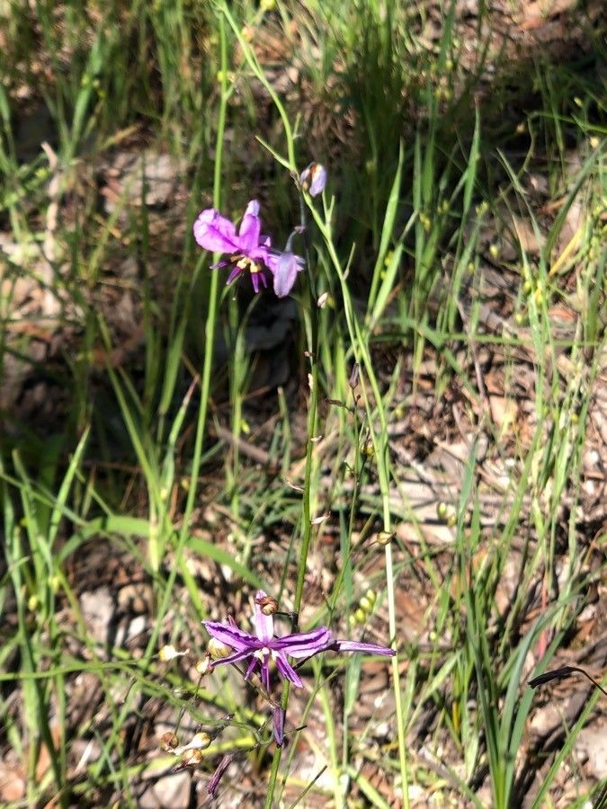 Dichopogon fimbriatus — related species from the same genus