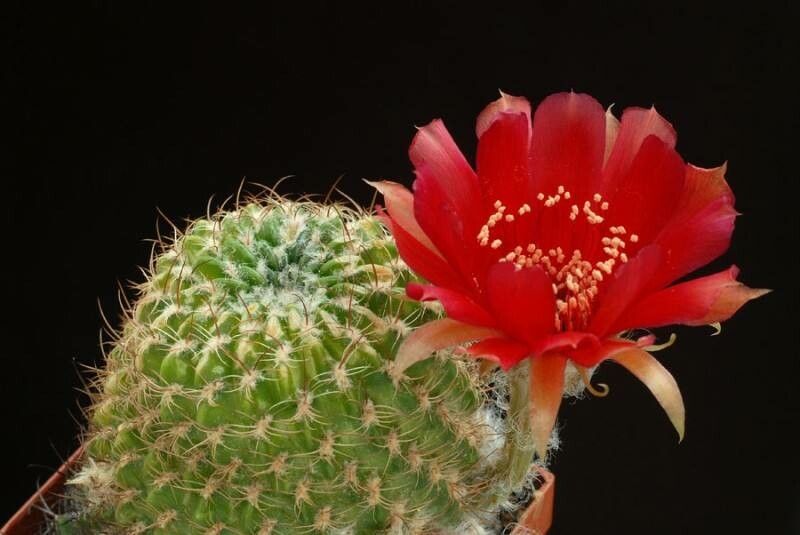 Lobivia cinnabarina flower