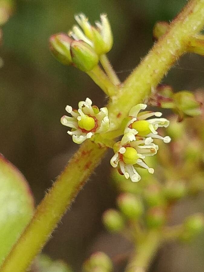 Weinmannia mauritiana flower