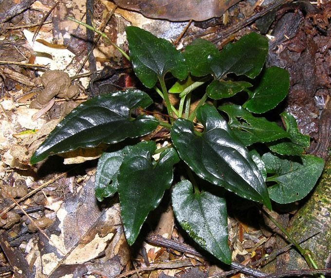 Syngonium rayi habit