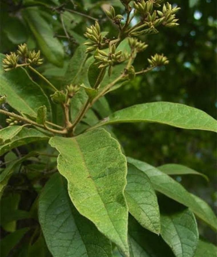 Cordia alliodora leaf
