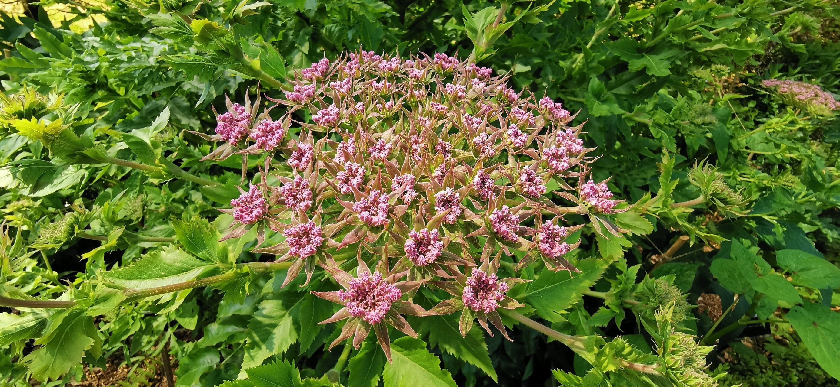 Daucus decipiens flower