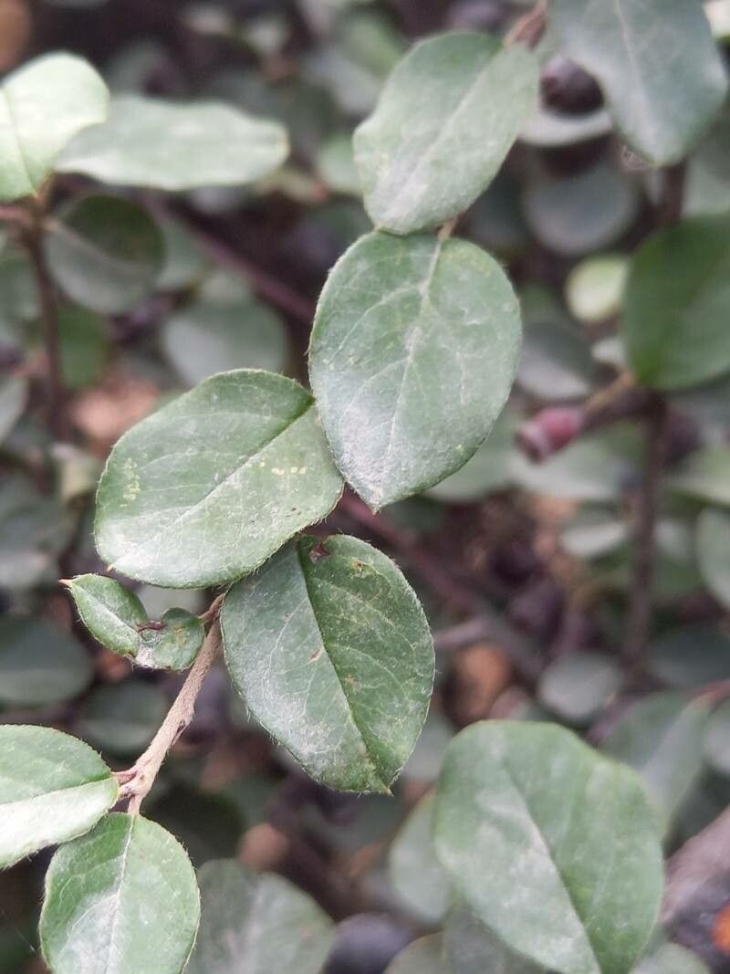 Cotoneaster acutifolius leaf