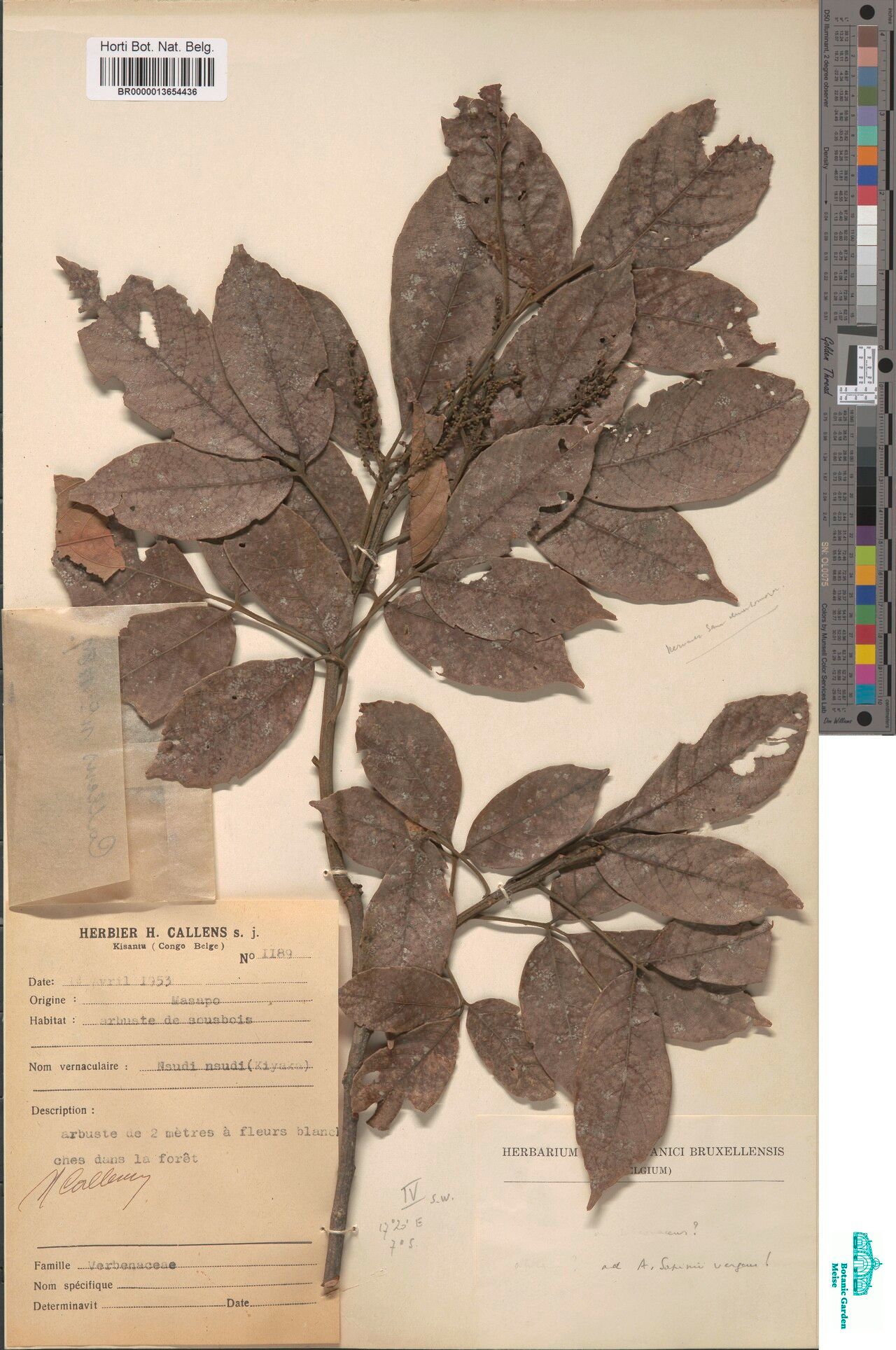 Allophylus sapinii — houseplant care guide