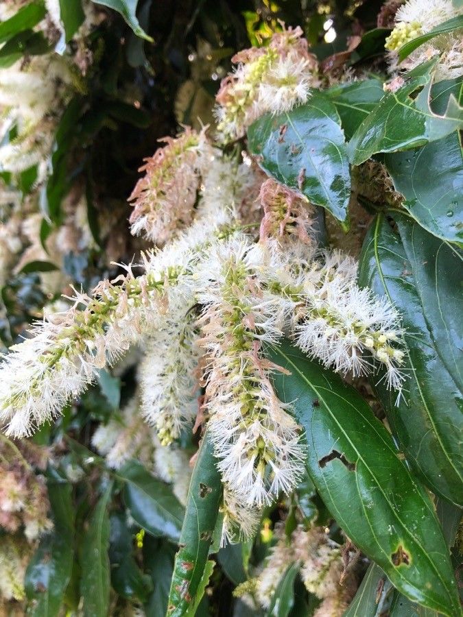 Inga marginata flower