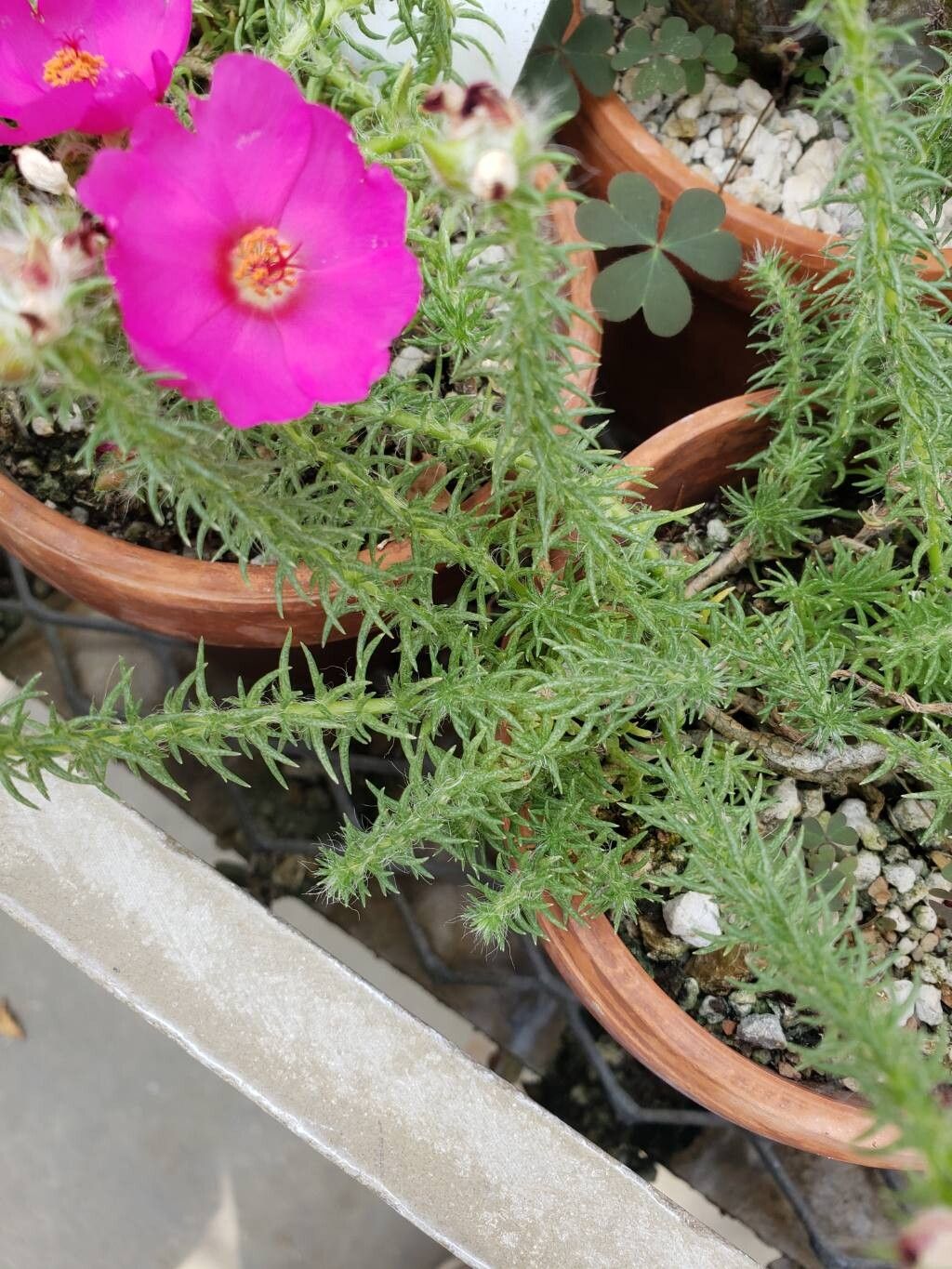 Portulaca eruca leaf