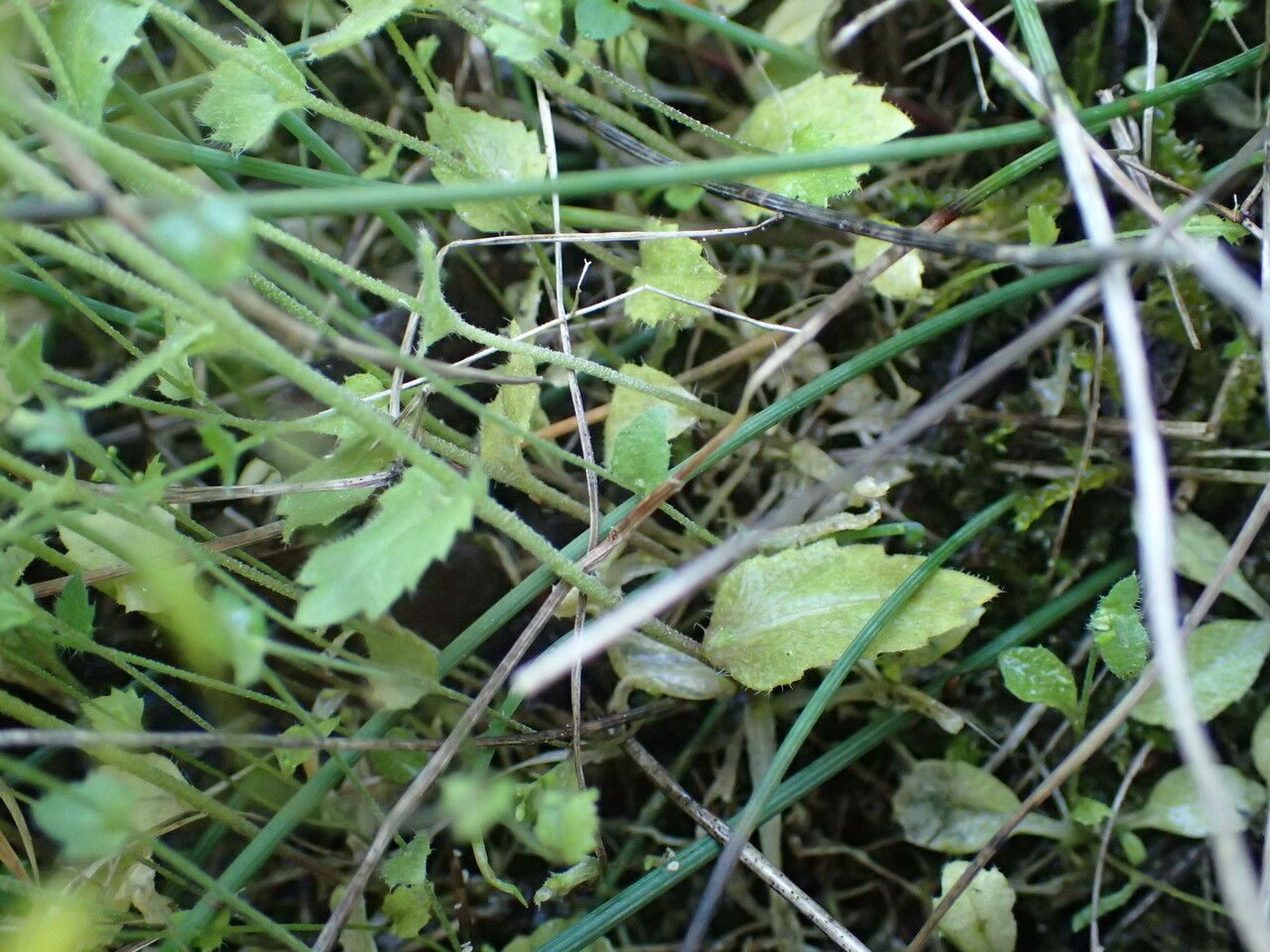 Draba muralis — houseplant care guide