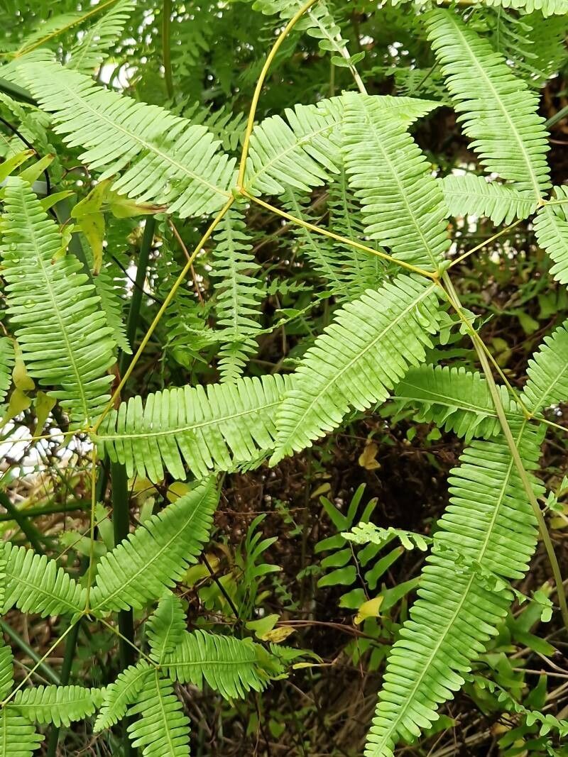 Dicranopteris flexuosa habit