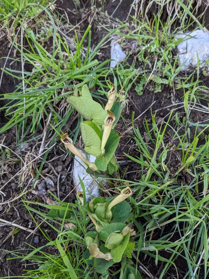 Aristolochia lutea habit