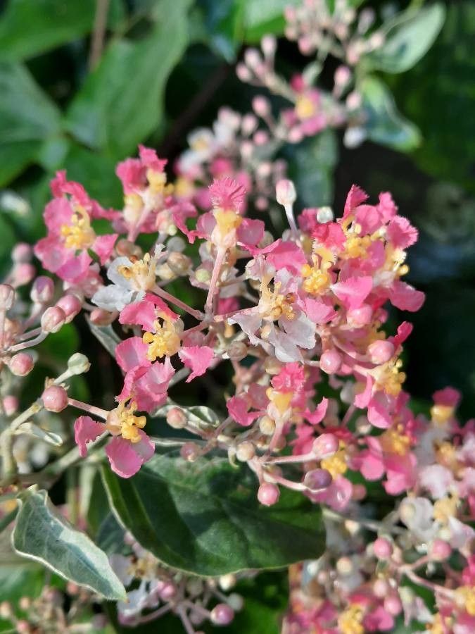 Banisteriopsis muricata flower