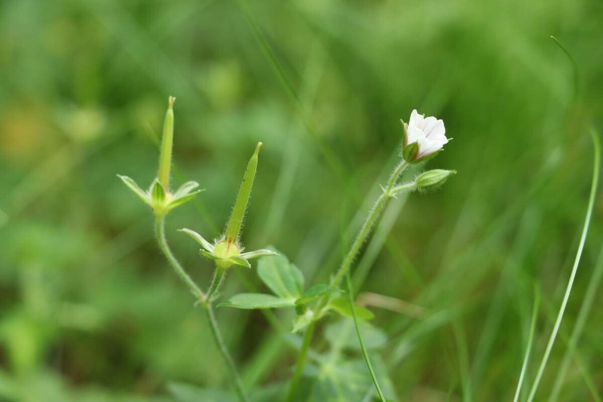 Geranium wilfordii flower