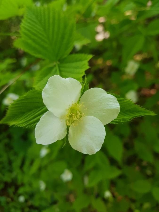 Rhodotypos scandens flower