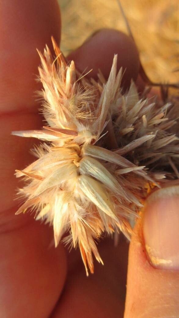 Cymbopogon schoenanthus flower