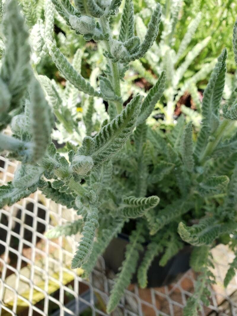 Achillea clypeolata leaf
