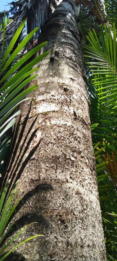 Metroxylon sagu bark