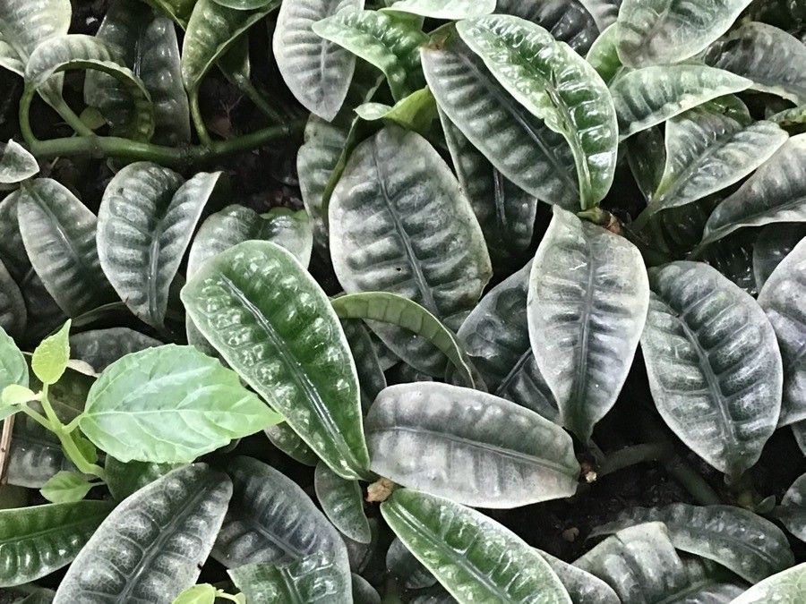 Psychotria ankasensis — houseplant care guide