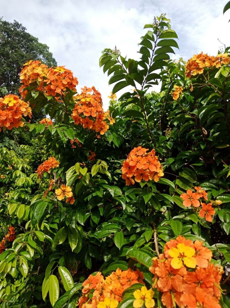 Bauhinia kockiana flower