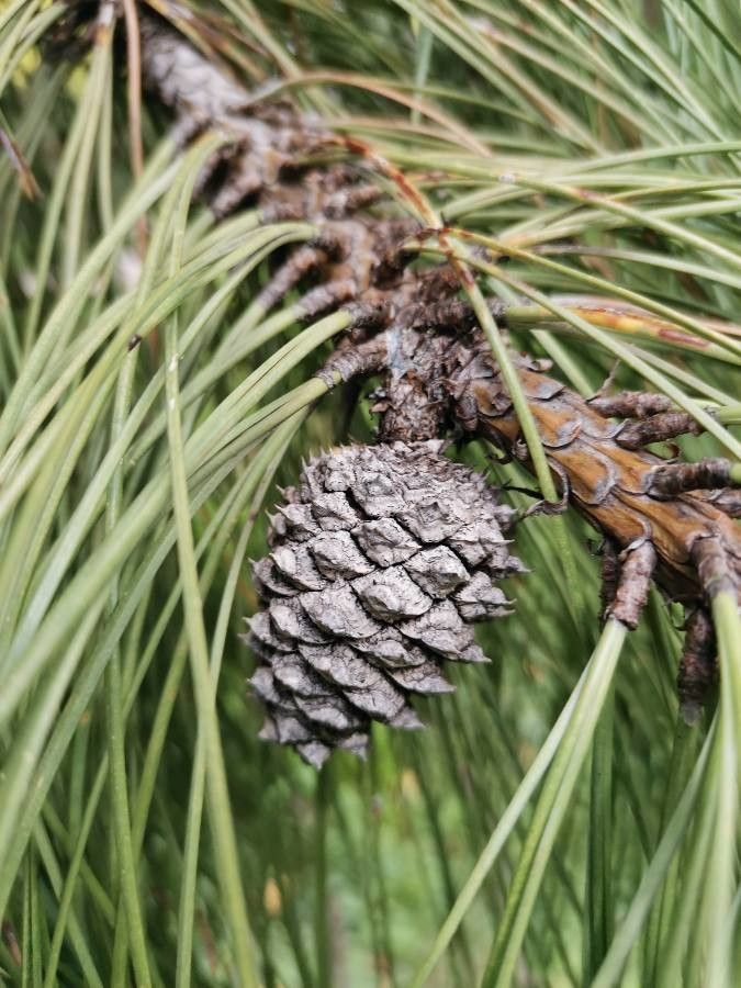 Pinus ponderosa fruit