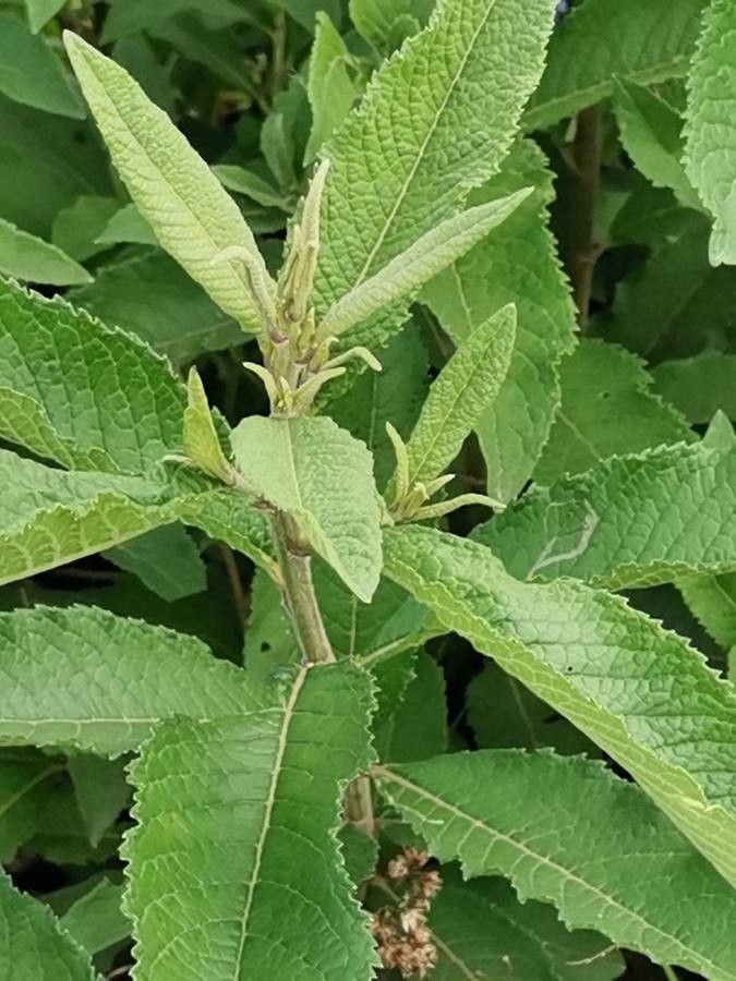 Vernonia brachycalyx — search result for 'Vernonia'