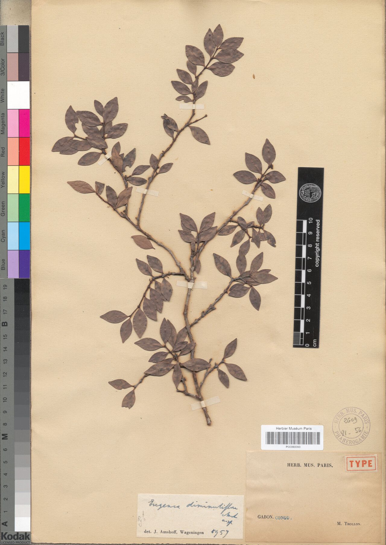 Eugenia diminutiflora — houseplant care guide