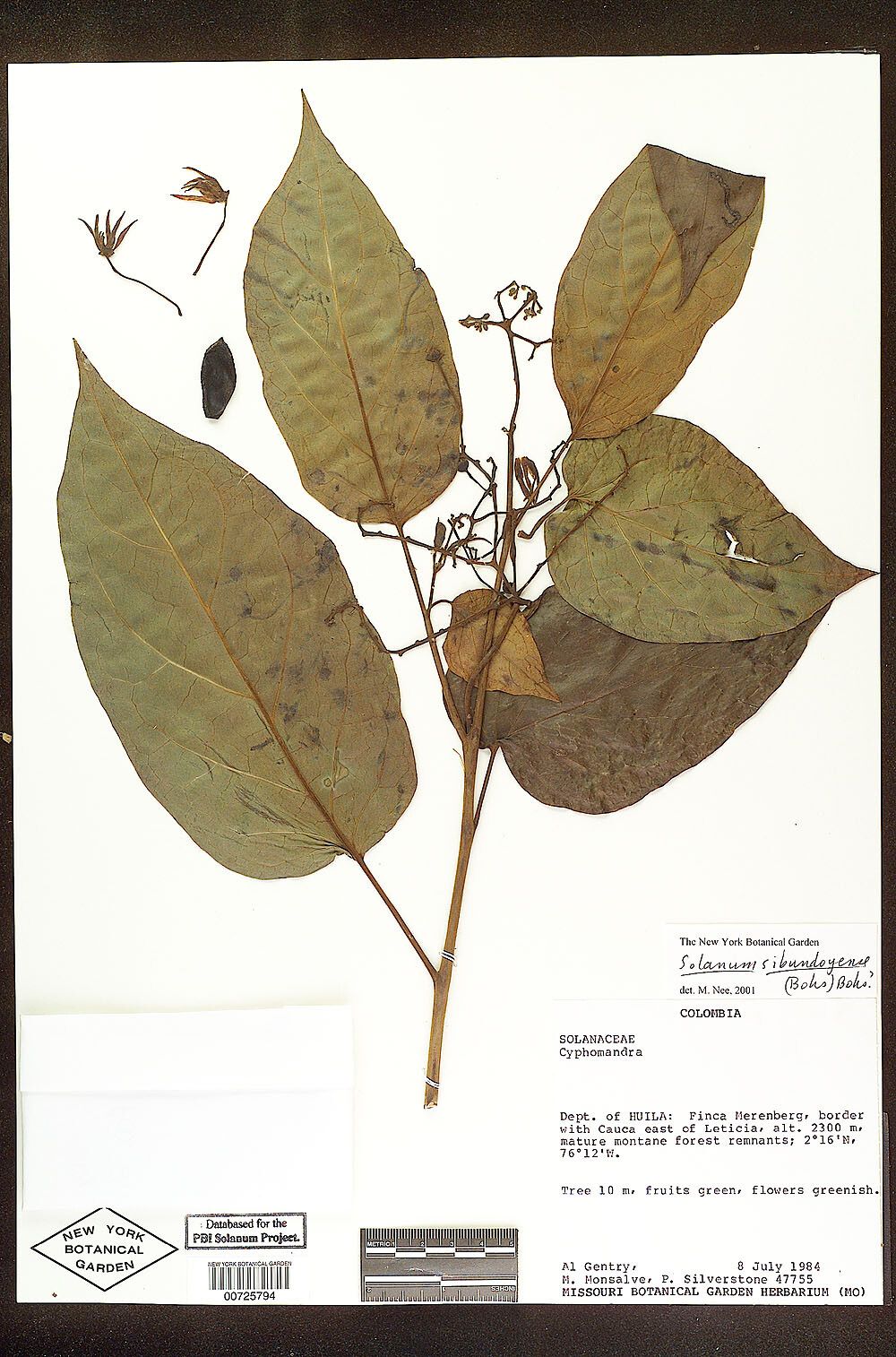 Solanum sibundoyense — houseplant care guide