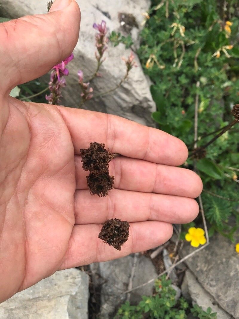 Globularia nudicaulis fruit