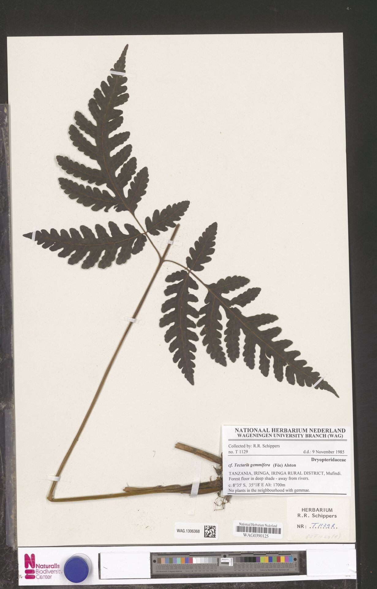 Polygala luteoviridis — houseplant care guide