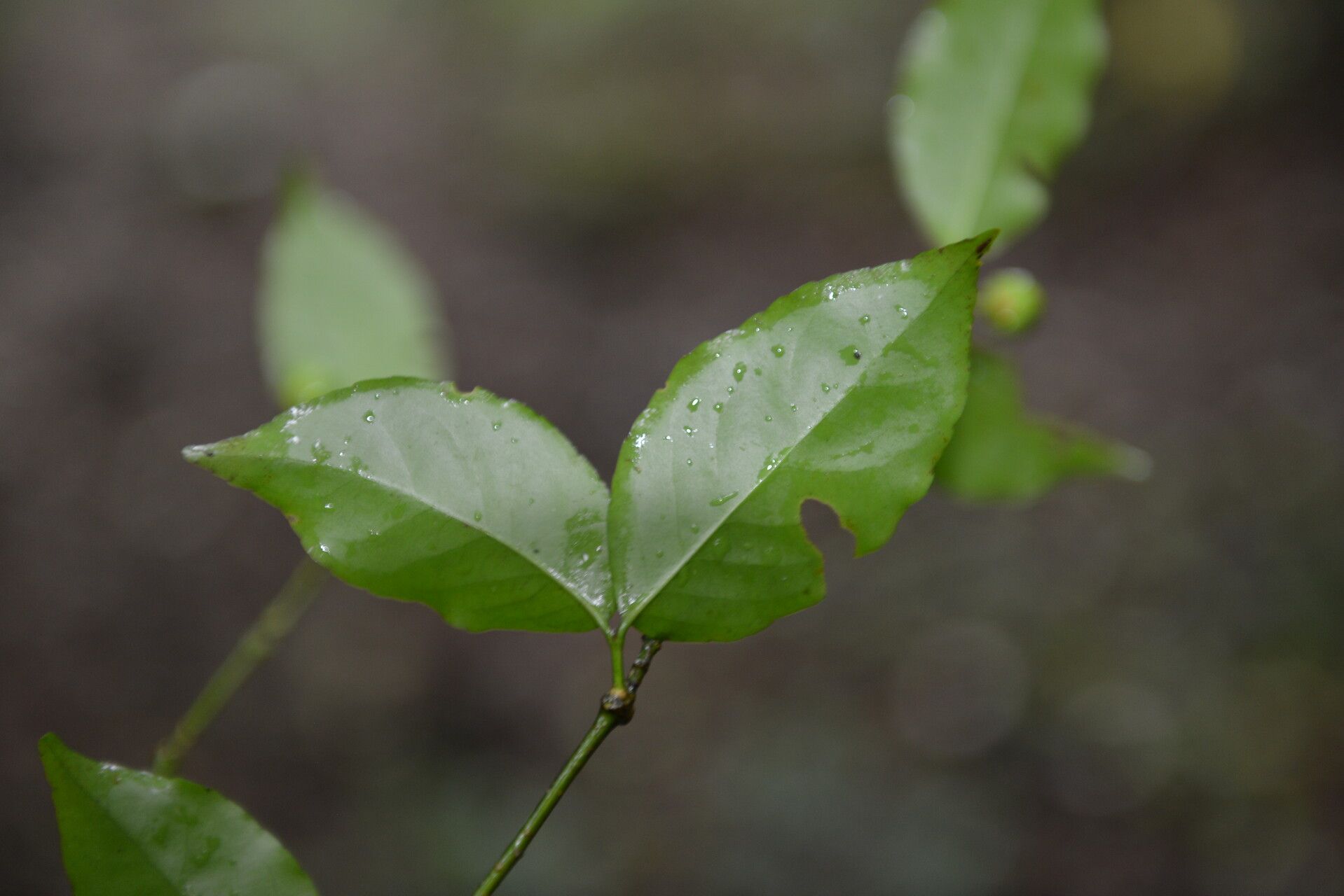 Euonymus costaricensis leaf