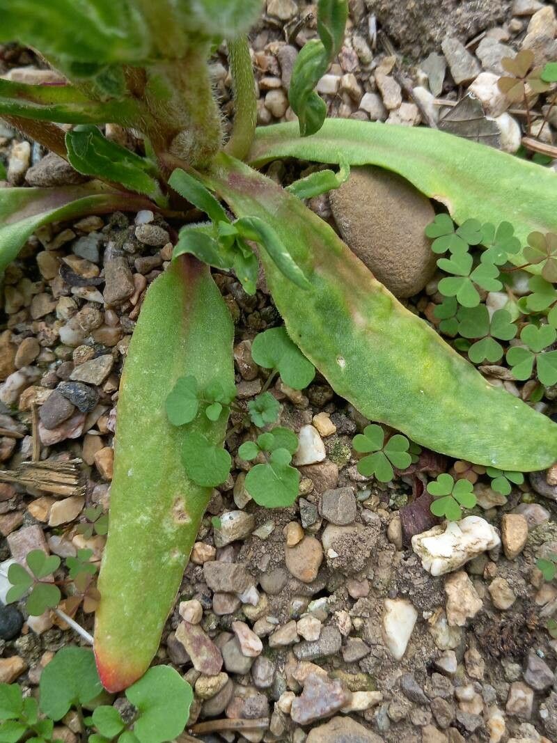 Carpanthea pomeridiana — houseplant care guide