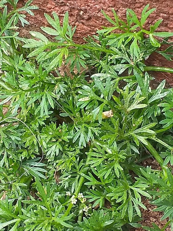 Cyclospermum leptophyllum leaf