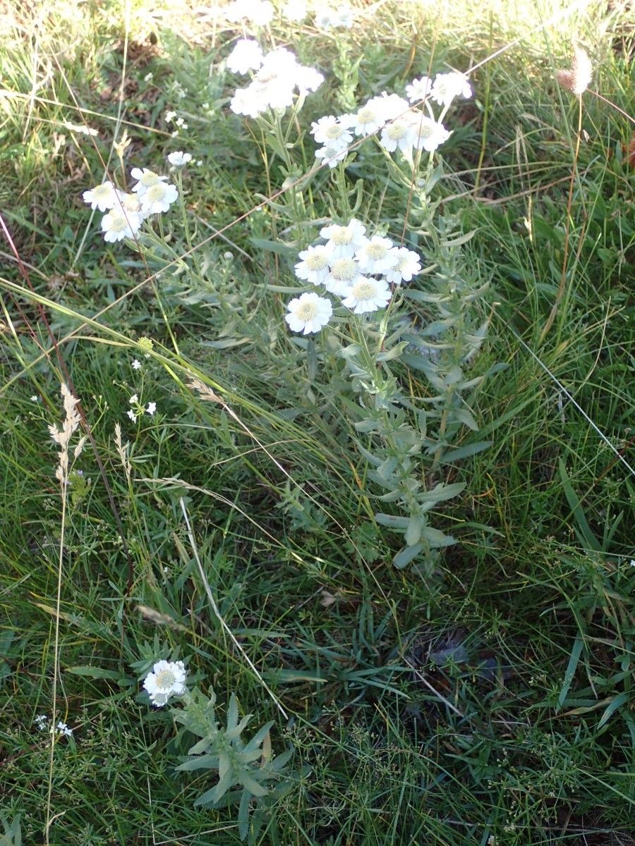 Achillea pyrenaica habit