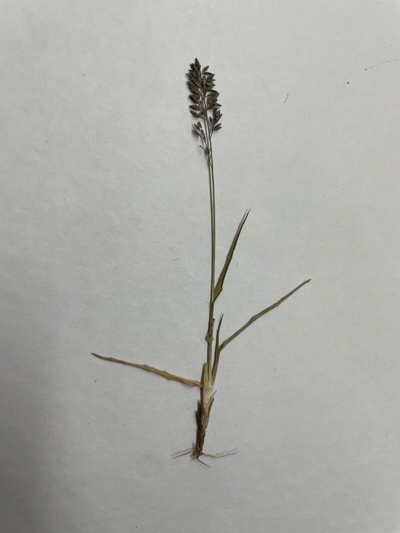 Eragrostis neesii leaf
