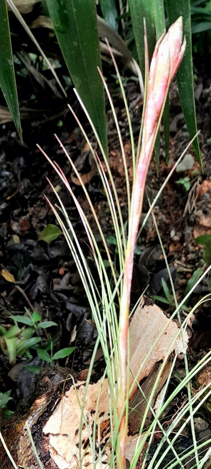 Tillandsia juncea flower