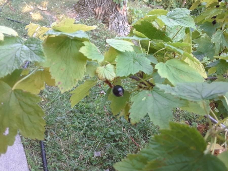 Ribes americanum fruit