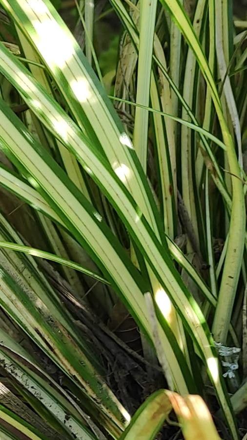 Carex hachijoensis leaf